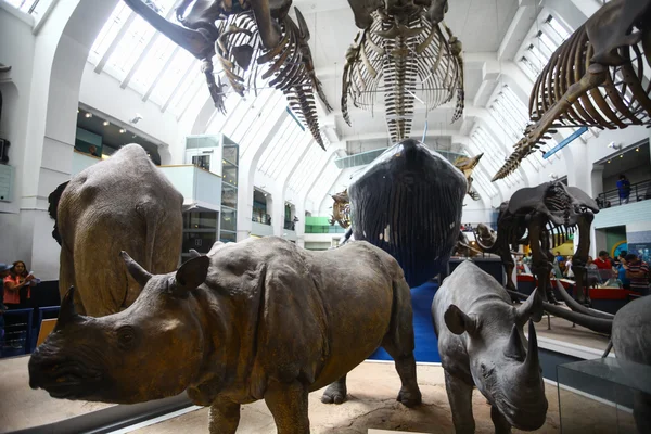 Muzeum historii naturalnej w Londynie — Zdjęcie stockowe