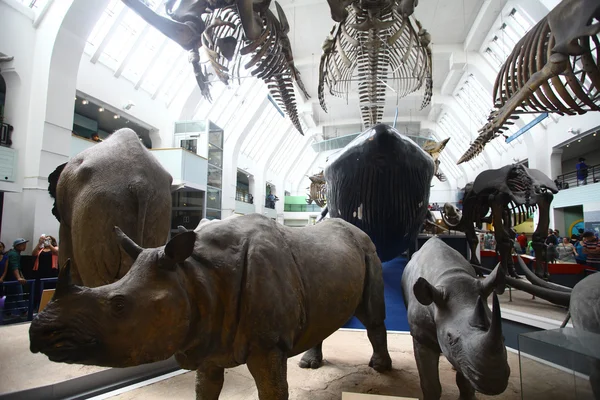 Muzeum historii naturalnej w Londynie — Zdjęcie stockowe