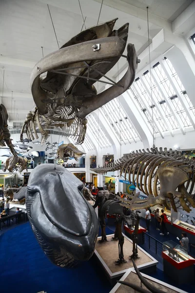 Museo di Storia Naturale di Londra — Foto Stock