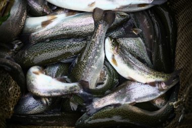 Alabalıklar yakın yukarı