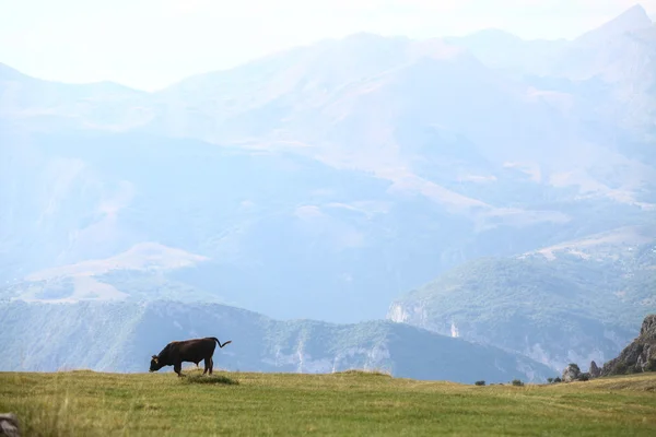 La vaca en un campo — Stok fotoğraf