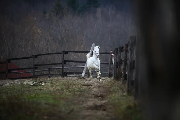 Κάρτα με το άσπρο άλογο τρέχοντας — ストック写真