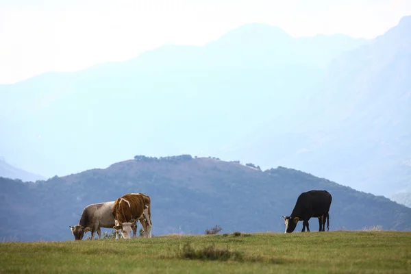 Cows on a field — Stock Photo, Image