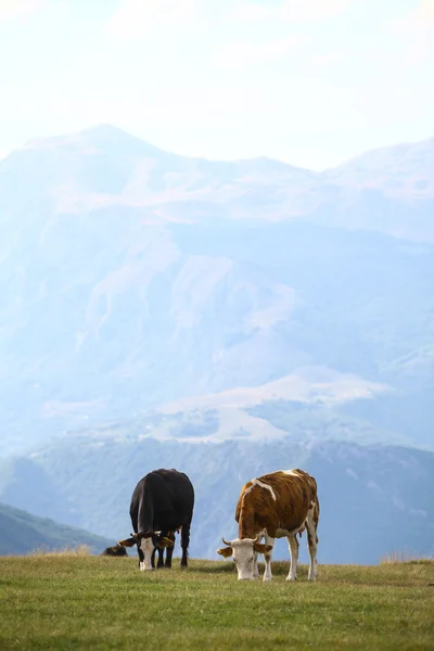 Vacas em um campo — Fotografia de Stock