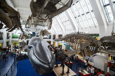 Londra 'daki Doğa Tarihi Müzesi