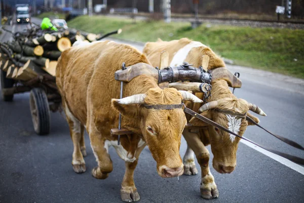 牛は荷車を引っぱって — ストック写真