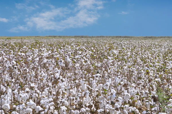 Plantation de coton à usage industriel — Photo