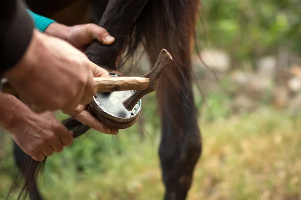 Farrier at work on horses hoof — Stock Photo, Image