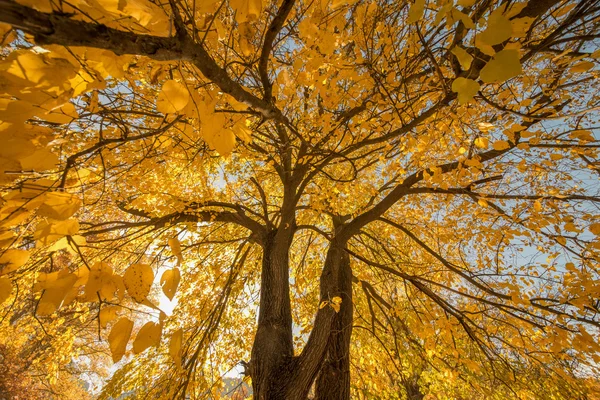 Árbol con hojas doradas en otoño —  Fotos de Stock