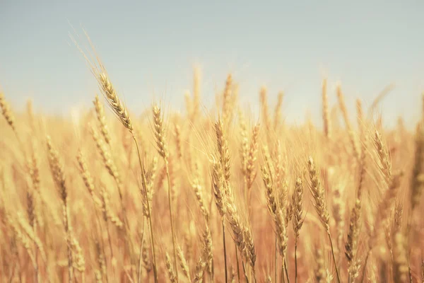 Vete Farm och blå himmel — Stockfoto