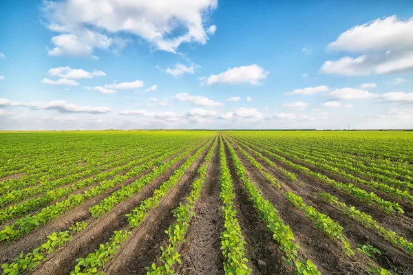 Verde paesaggio agricolo e cielo blu — Foto Stock