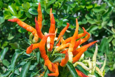 Kırmızı biber, sebze bahçesi