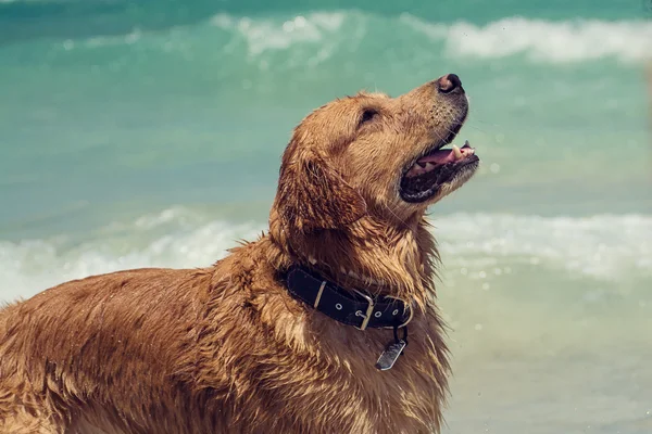 秸猎犬在海滩上 — 图库照片