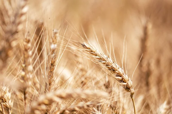 Close up of golden wheat field. Agricultural concept. — Stock Photo, Image