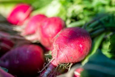 Bir yığın lezzetli egzotik sebze, markette turp..