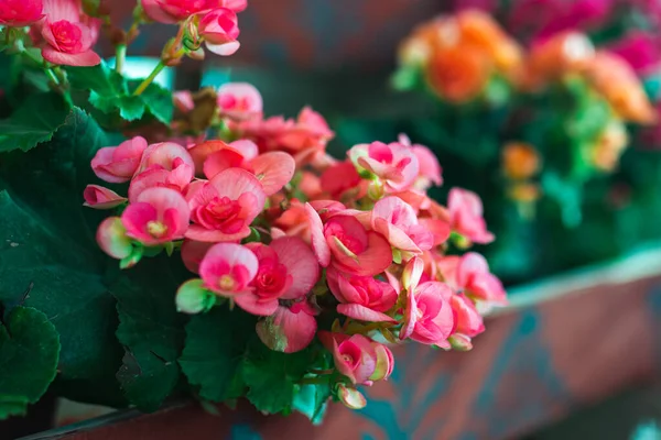 Primavera natural imagem rosa Begonia flores em vaso. — Fotografia de Stock