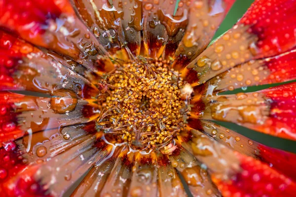 Naturalny wiosenny obraz czerwony kwiat z rosą. Krople na płatki czerwonego kwiatu. — Zdjęcie stockowe