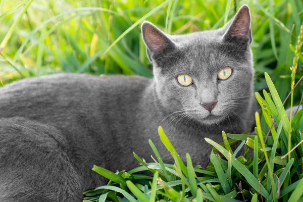 Un gato de piel gris adorable está sentado en la hierba y está mirando con ojos curiosos y grandes. —  Fotos de Stock