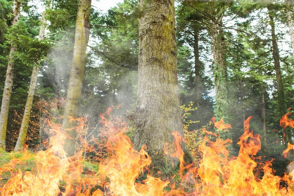Big disaster wildfire in forest in Turkey. Halp call for destruction of nature from fire. — Stock Photo, Image