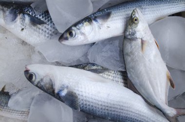 İçinde belgili tanımlık çarşı buz üzerinde taze balıklar