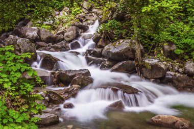 Şelale orman, karadeniz, turkey