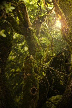 Sihirli karanlık ormanda yol