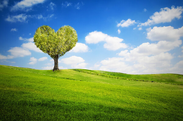 Tree in the shape of heart for valentines day