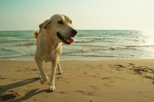 黄三狗在沙滩上 — 图库照片