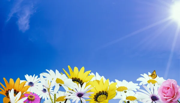 Piękne kwiaty i jasne słońce — Zdjęcie stockowe