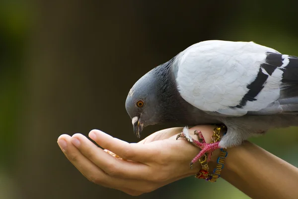 Piegon en la mano — Foto de Stock