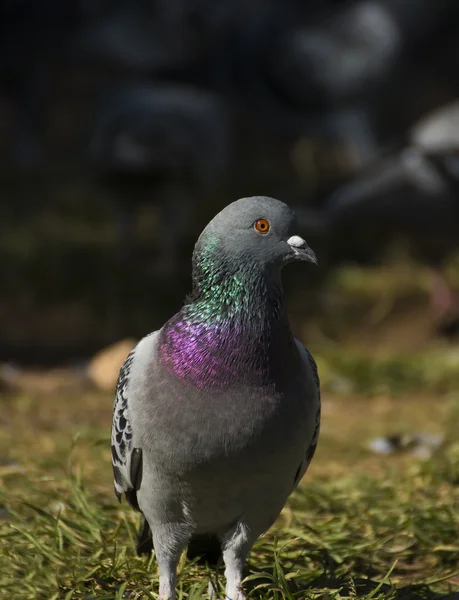 Osamělý šedý holubí — Stock fotografie