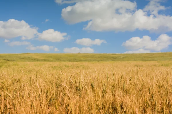 Granja de trigo — Foto de Stock