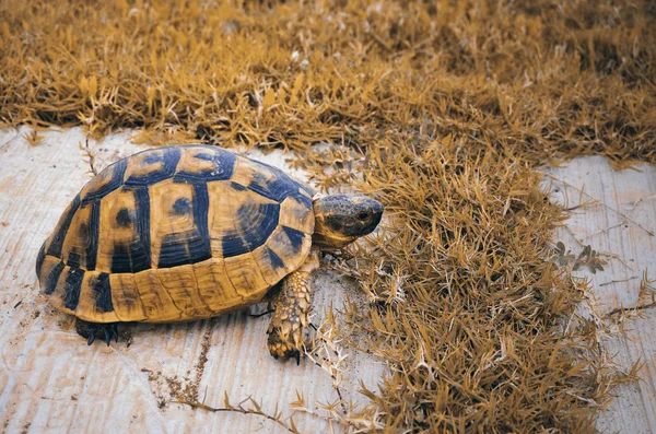 Liten söt sköldpadda i den gröna garss — Stockfoto