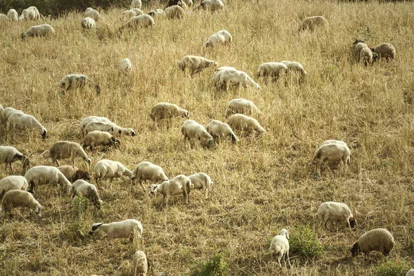 Pâturage de moutons sur un champ — Photo