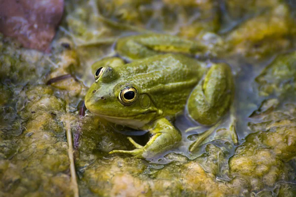 Grenouille verte dans la rivière — Photo