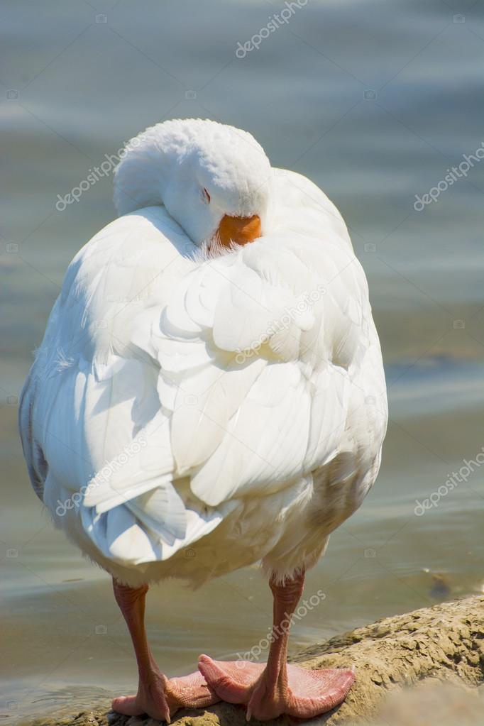 A white goose