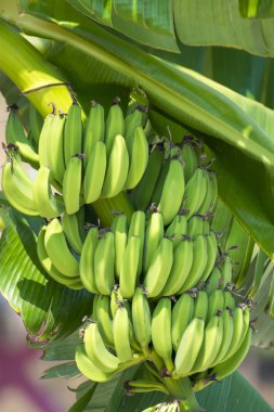 ağaç üzerindeki yeşil muz