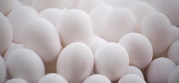 Λευκό αυγά — Φωτογραφία Αρχείου