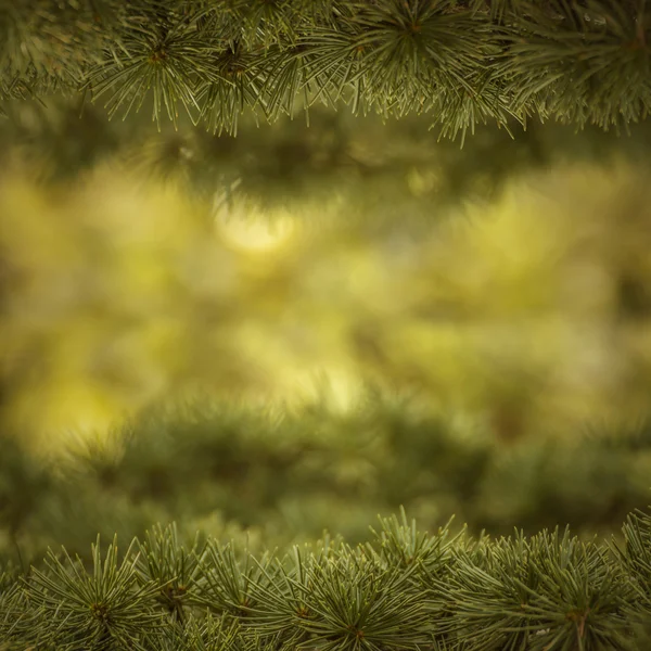 美丽的松树 — 图库照片