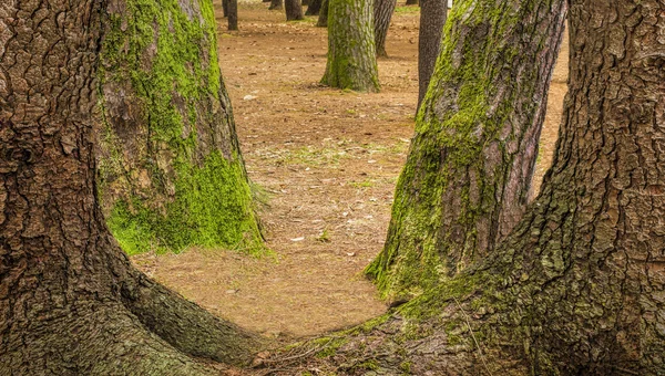 Baumwurzeln im Wald — Stockfoto