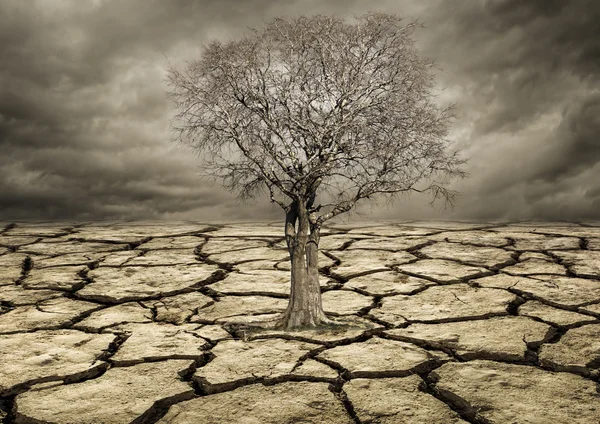 Concepto de calentamiento global. Árbol solitario bajo nubes dramáticas —  Fotos de Stock