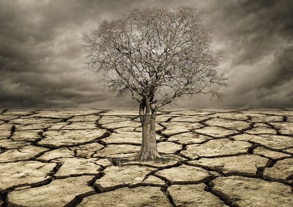Global warming concept. Lonely  tree under dramatic Clouds