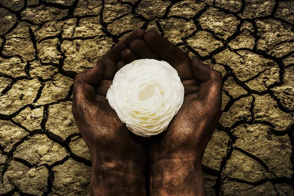 Flor branca em terra rachada — Fotografia de Stock