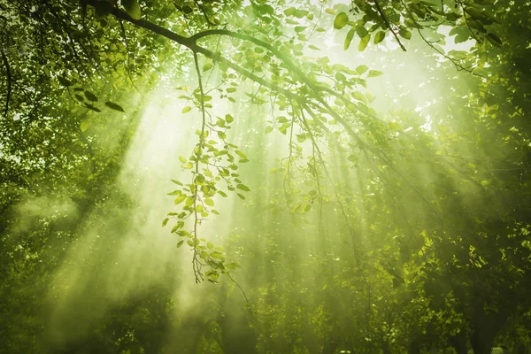 햇빛과 녹색 숲의 광선 — 스톡 사진
