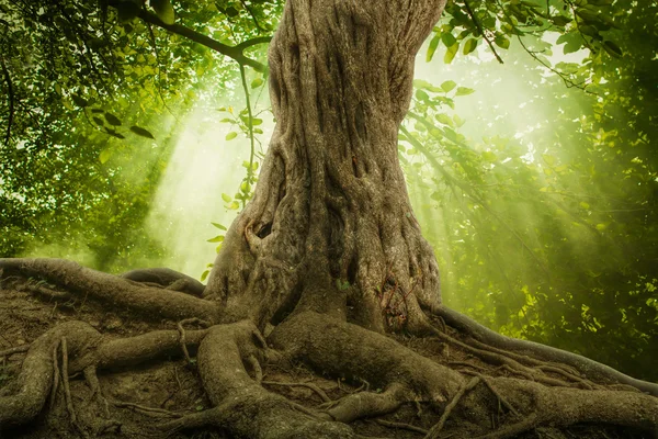 Grandi radici di albero e raggio di sole in una foresta verde — Foto Stock