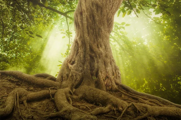 Stora trädrötter och sunbeam i en grön skog — Stockfoto