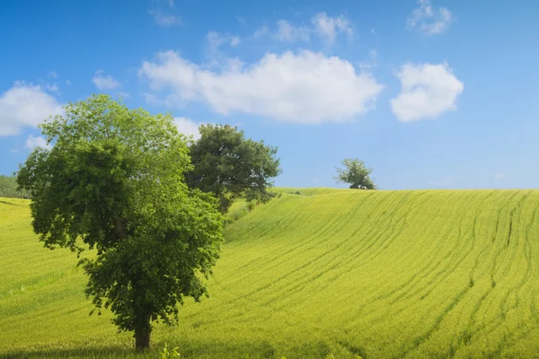 フィールド、大きな木、太陽、青い空 — ストック写真