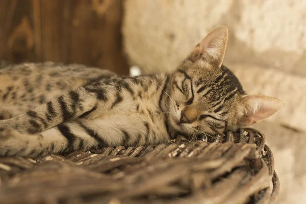 Joven gato marrón acostado y durmiendo en la canasta de mimbre —  Fotos de Stock