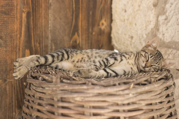 Joven gato marrón acostado y durmiendo en la canasta de mimbre —  Fotos de Stock