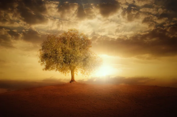 Einsamer Baum und Sonnenuntergang — Stockfoto